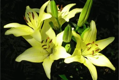 lys jigsaw puzzle