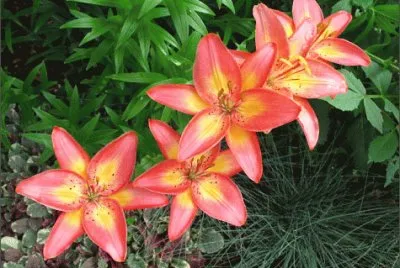 lys jigsaw puzzle