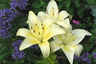 lys jigsaw puzzle