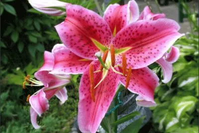 lys jigsaw puzzle