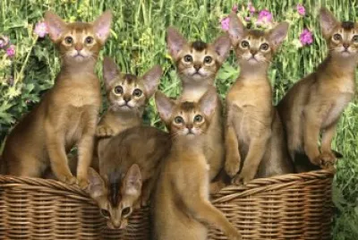 פאזל של GATICOS