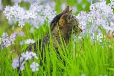 GATICO