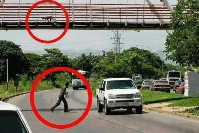 EL PERRITO Y EL AMINAL.