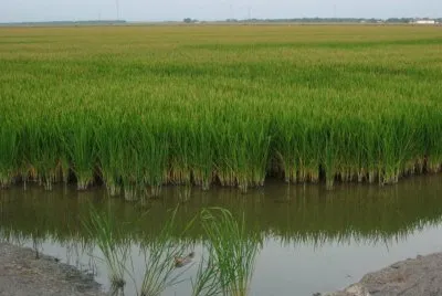 פאזל של arrozales