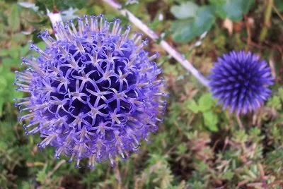 echinops