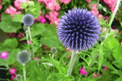 echinops