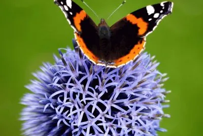 echinops