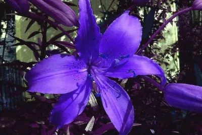 fleurs jigsaw puzzle
