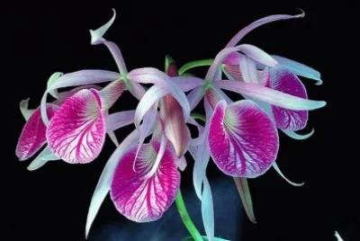 fleurs