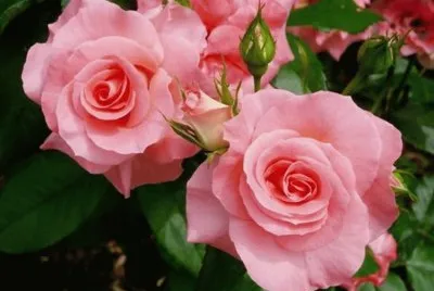 cor de rosa