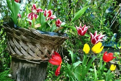 Cascata de tulipas