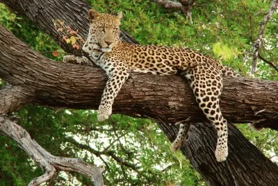 LEOPARDO