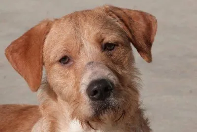 juanito Ã  adopter:Asociacion Naturalia Facebook jigsaw puzzle