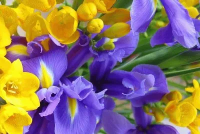 purple and yellow