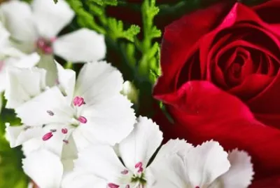red and white