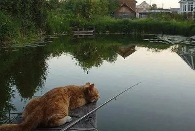 gato