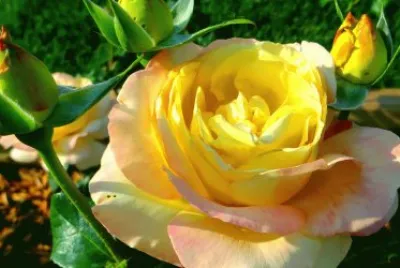 ROSA