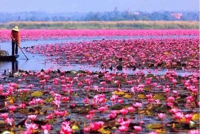 lake in bloom