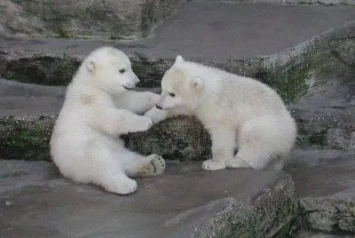 oursons blancs