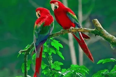 perroquets jigsaw puzzle