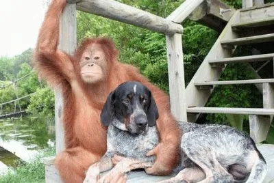 singe et chien