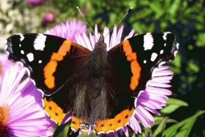 papillon