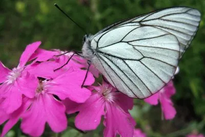 papillon