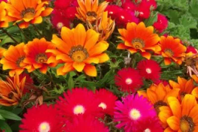 Flores cores quentes