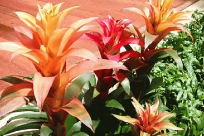 Planta de jArdim