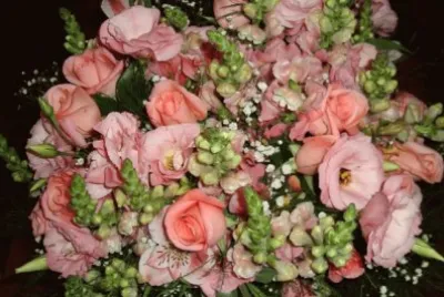 Rosas rosa 18