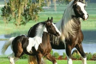 cavalos