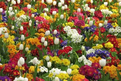 flores
