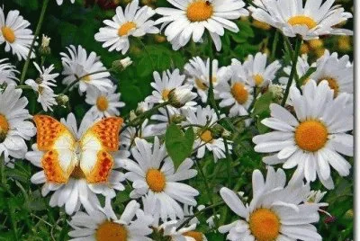 margaridas