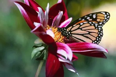 papillon jigsaw puzzle