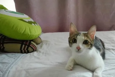 cat