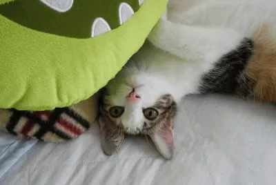 cat