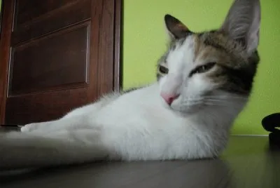 cat jigsaw puzzle