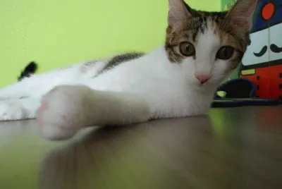 פאזל של cat