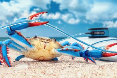 Blue Crab