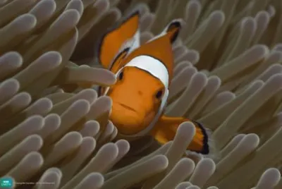 clownfish