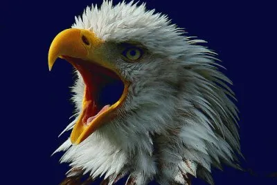 eagle