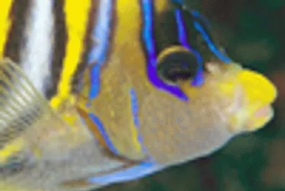 fish
