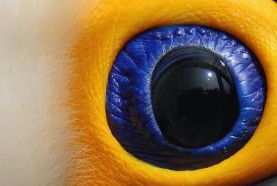 bird 's eye view