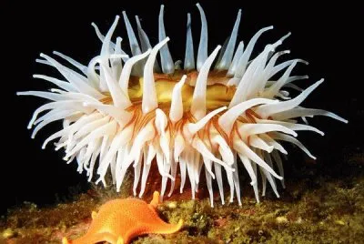 sea creature