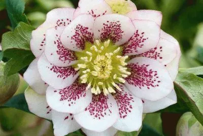 fleur jigsaw puzzle