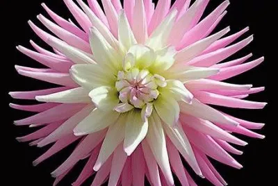 dahlia