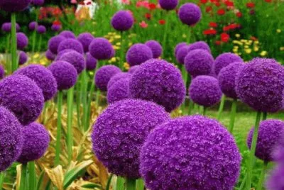 fleurs
