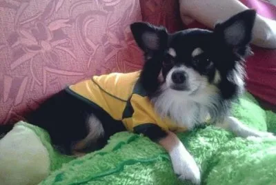 Nick Retorno de Ferias