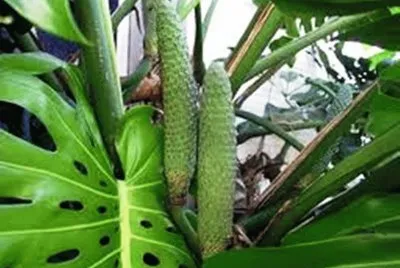 Mostera ou Banana de Macaco