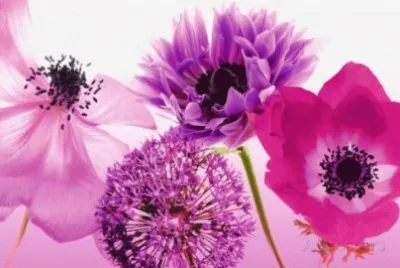 Purple Summer jigsaw puzzle